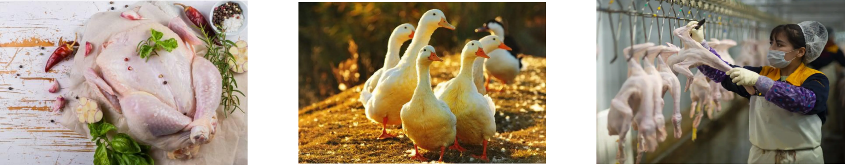 pg电子游戏试玩(模拟器)官方网站 -手机版app下载