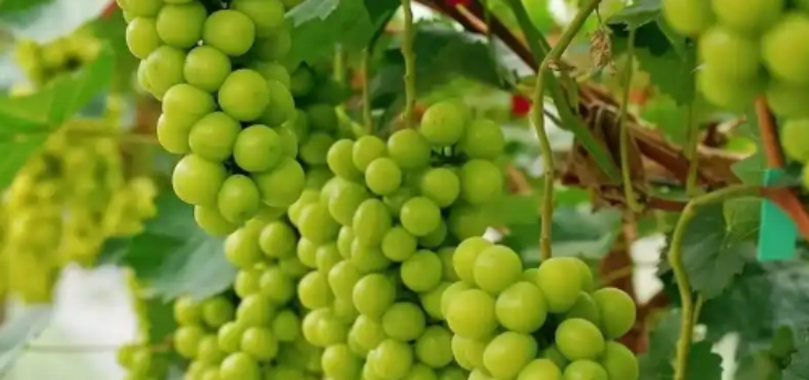 pg电子游戏试玩(模拟器)官方网站 -手机版app下载