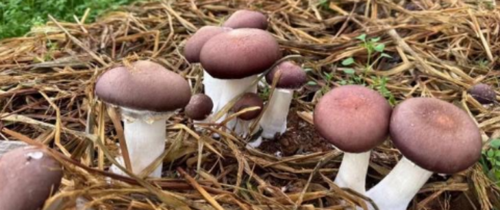 pg电子游戏试玩(模拟器)官方网站 -手机版app下载