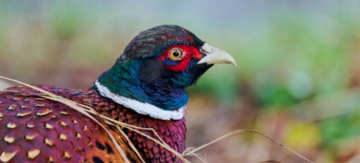 pg电子游戏试玩(模拟器)官方网站 -手机版app下载