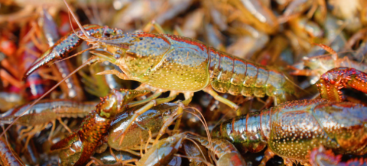 pg电子游戏试玩(模拟器)官方网站 -手机版app下载